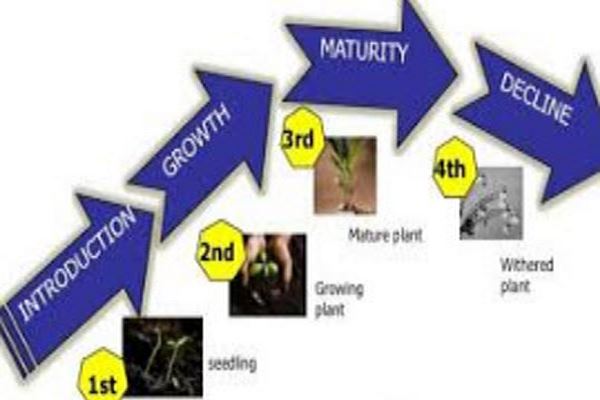 پاورپوینت چرخه عمر محصول و مراحل ۴ گانه آن