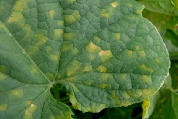 پاورپوینت کنترل آفات مهم خیار گلخانه ای