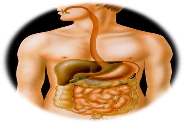 پاورپوینت مروری بر آناتومی و فیزیولوژی دستگاه گوارش