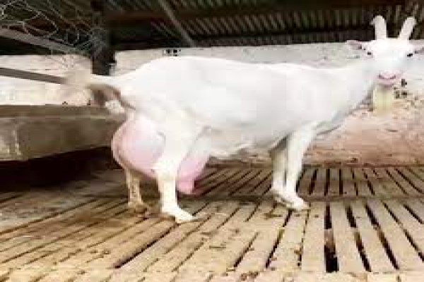 کتاب اصول علمی پرورش بز نژاد سانن