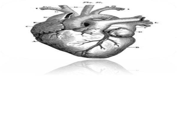 پاورپوینت بررسی عوامل موثر بر برون دهی قلب