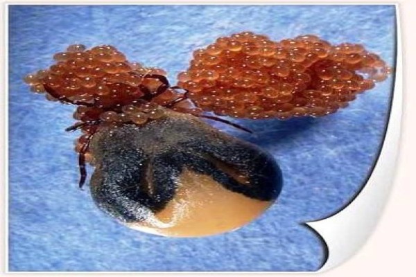 پاورپوینت بررسی تب خونریزی دهنده کریمه- کنگو