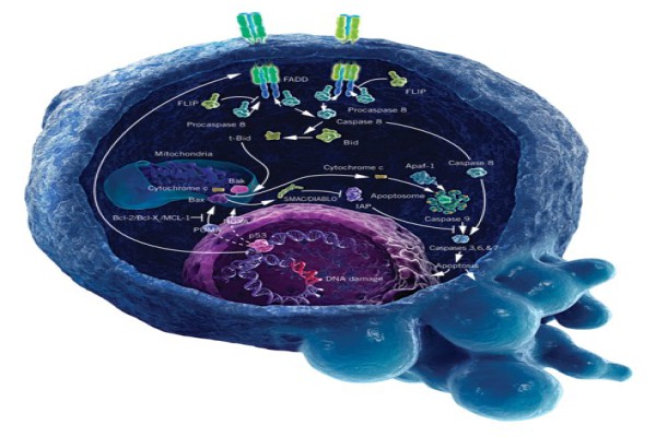 پاورپوینت بررسی اپوپتوز- مرگ برنامه ریزی شده سلول