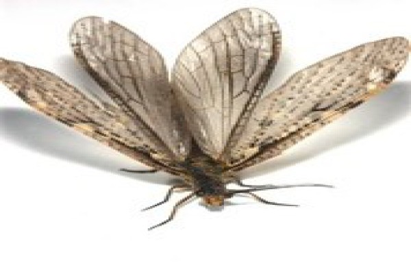 پاورپوینت بررسی آفت کش ها و تجهیرات کاربردی