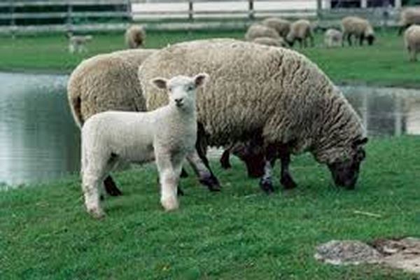گوسفند نژاد ماکوئی