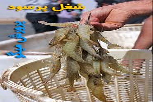 طرح توجیهی پرورش میگو