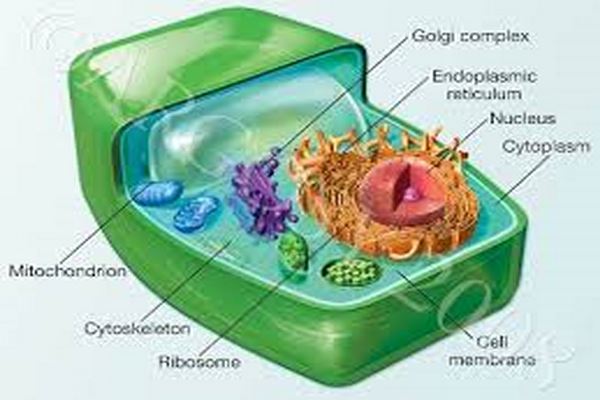 دانلود روشهای بیوشیمی مطالعة سلول 2021
