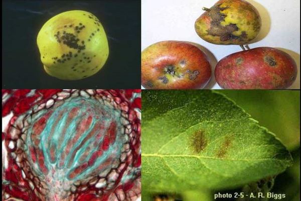 دانلود پاورپوینت بیماریهای مهم درختان میوه 2021