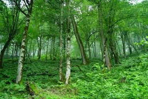 دانلود مجموعه تست جنگل‌ شناسی واکولوژی جنگل رشته جنگلداری 2021