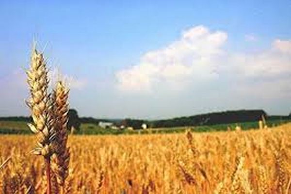 بررسی عوامل موثر بر تقاضا و عدم بازپرداخت اعتبارات کشاورزی
