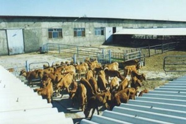 پاورپوینت طرح اجرای گاوداری