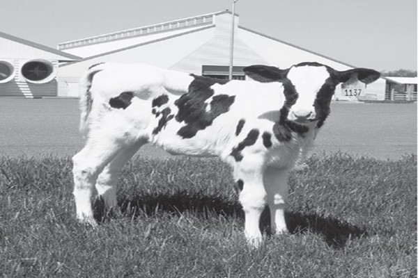 دانلود پاورپوینت بررسی غذا دادن روزانه گوساله 2021