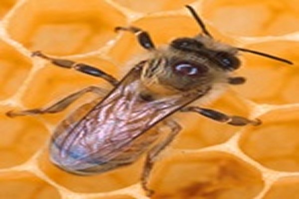 دانلود پاورپوینت طرح توجیهی پرورش و نگهداری زنبور عسل 2021