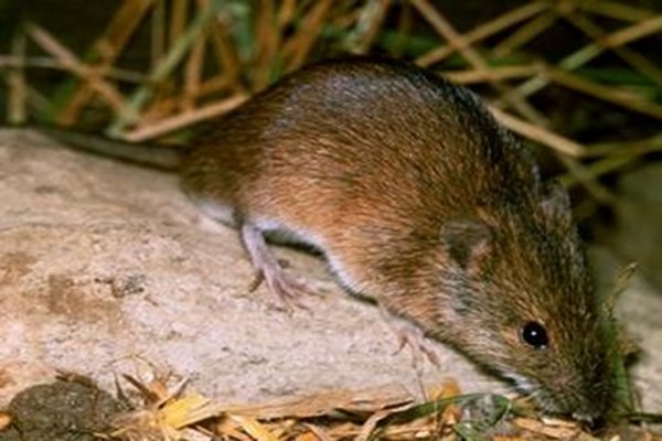 پاورپوینت بررسی خسارت موش ورامین به کشاورزی