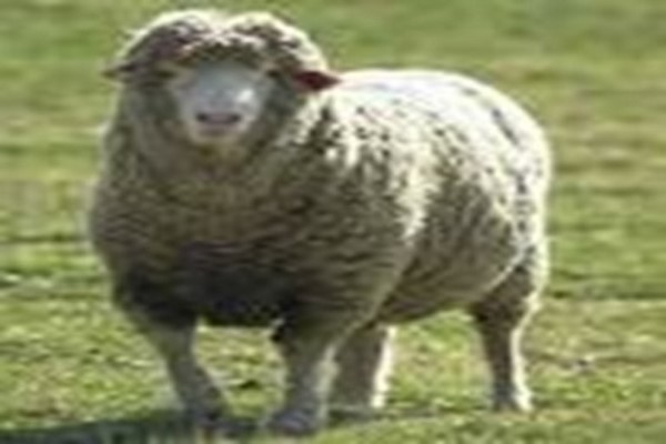 پاورپوینت طرح پروار 100 راس گوسفند بلوچی