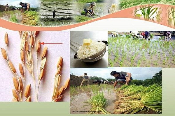 پاورپوینت تثبیت بیولوژیكی نیتروژن در مزارع برنج