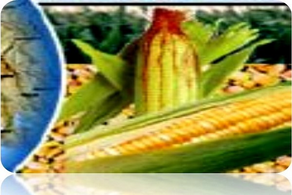 پاورپوینت روش های تولید شیمیایی و آنزیمی گلوکز مایع