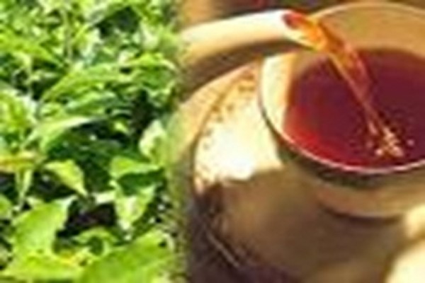 دانلود پاورپوینت ارتباط مصرف چای و سرطان 2021