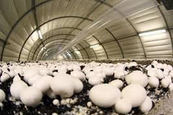 دانلود پاورپوینت پرورش قارچ های خوراکی 2021