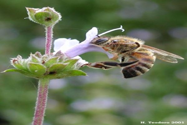 پاورپوینت زنبور داری و پرورش زنبور عسل